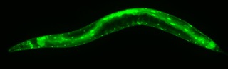 picture of transparent worm with green fluorescence 